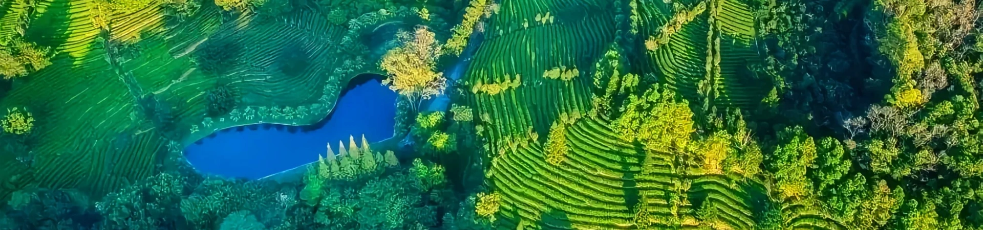 Yannanfei Tea Plantation Scenic Area