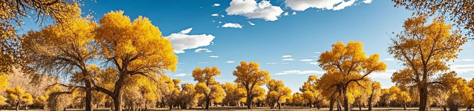 Forêt de Luntai Populus Euphratica