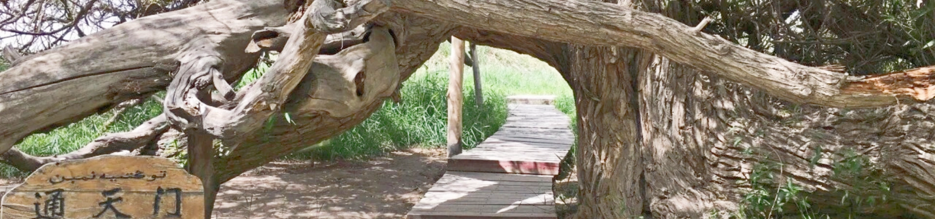 Jardin Tianshan Shenmu