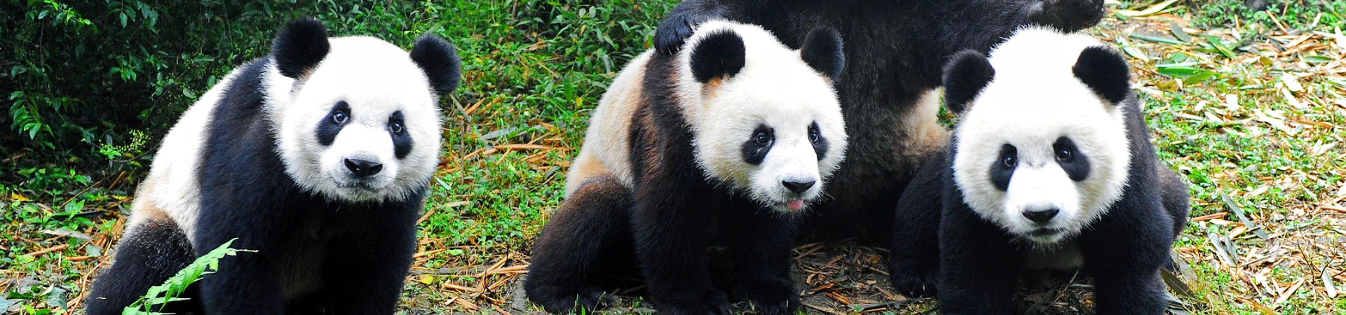 Chine Panda Visite