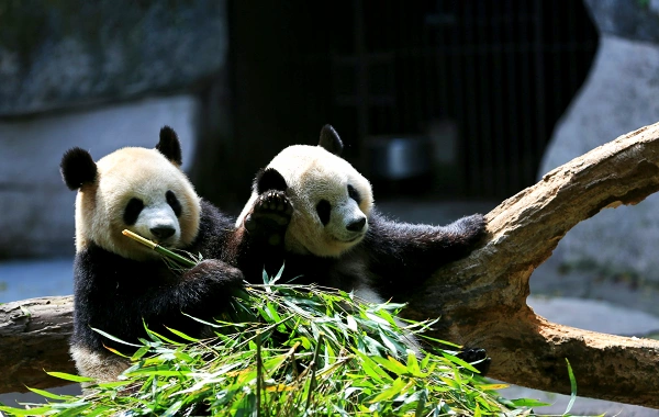 Chine Panda Visite