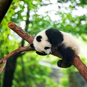 Chine Panda Visite