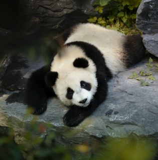 Panda und Kungfu Tour