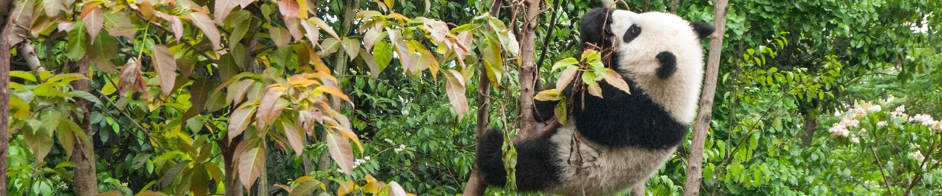 Panda und Kungfu Tour