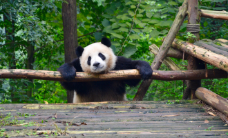 Jour 9: Départ de Chengdu
