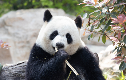 China Classic & Panda Tour