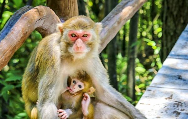 Zhangjiajie-Guilin Wonderful 7-Days Tour