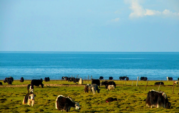 1 Tag Qinghai Naturtour