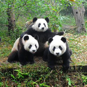 Panda and Sichuan Cuisine 1-Day Tour